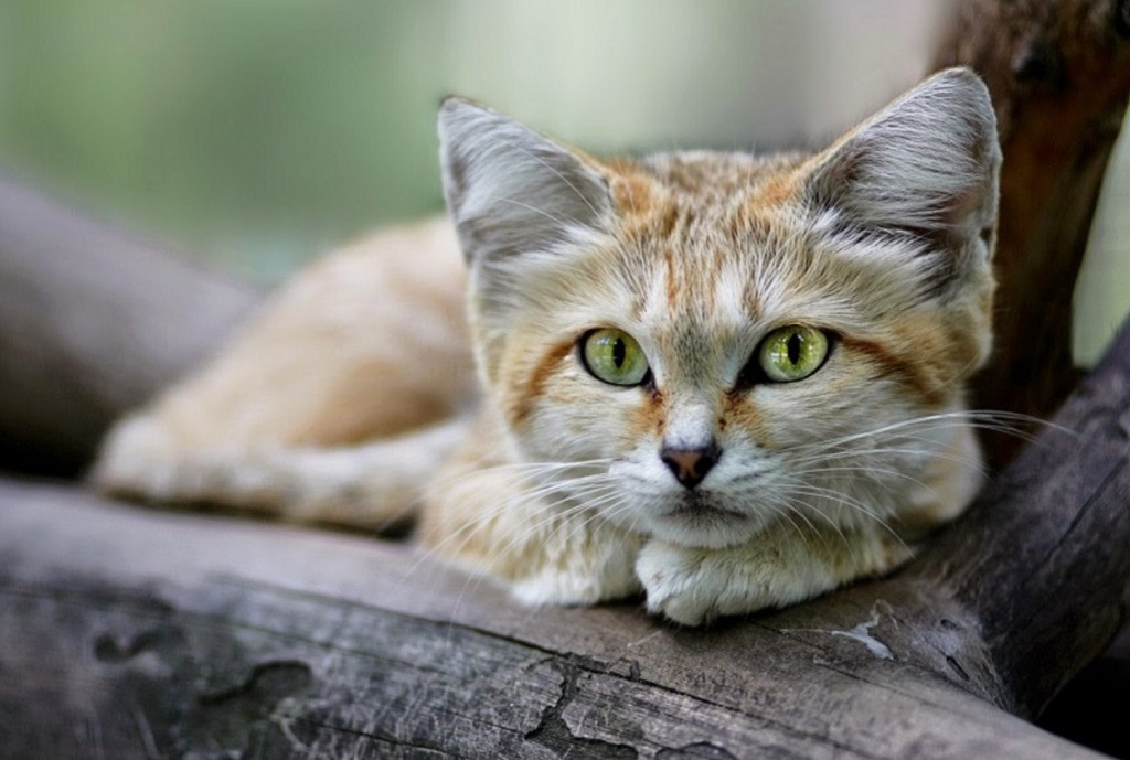 Барханная кошка - специалист по выживанию в пустыни