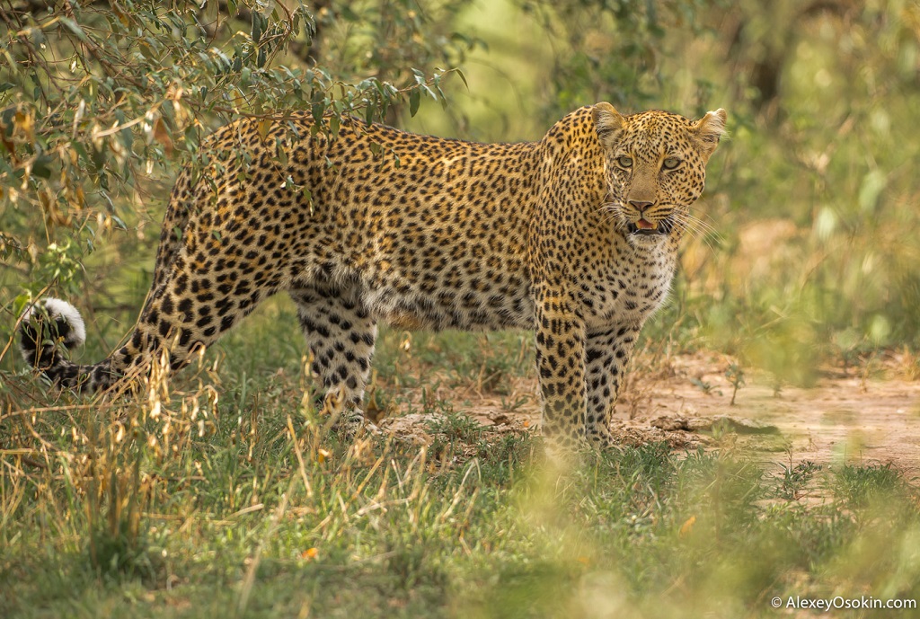 10 интересных фактов о леопардах