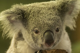 Удивительный животный мир Австралии. Коалы.