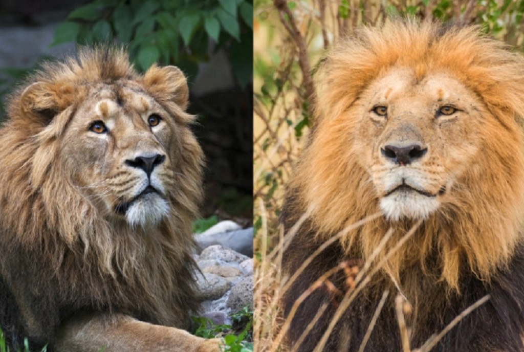 Львы Африки и Азии. В чем отличие?