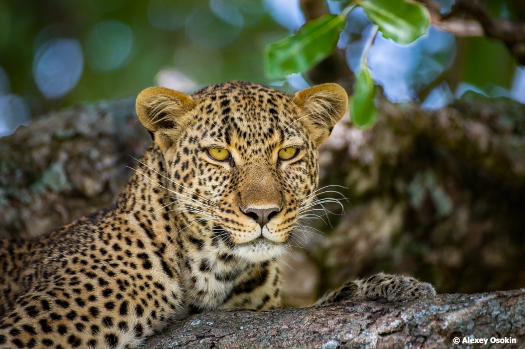 Каких животных можно встретить в национальном парке Масаи-Мара