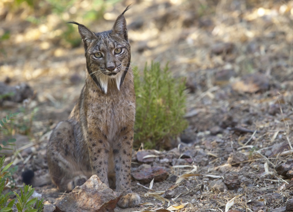 23-Lynx pardinus.JPEG