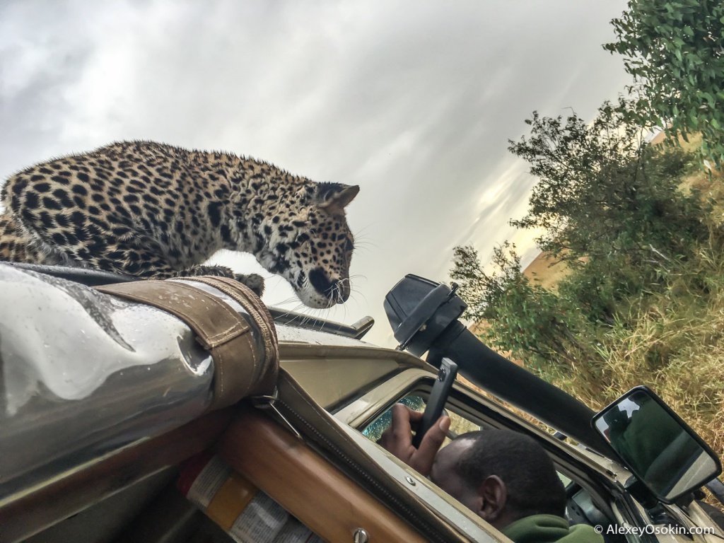 Leopardss_kenya, mar.2016_iphone_ao-4.jpg