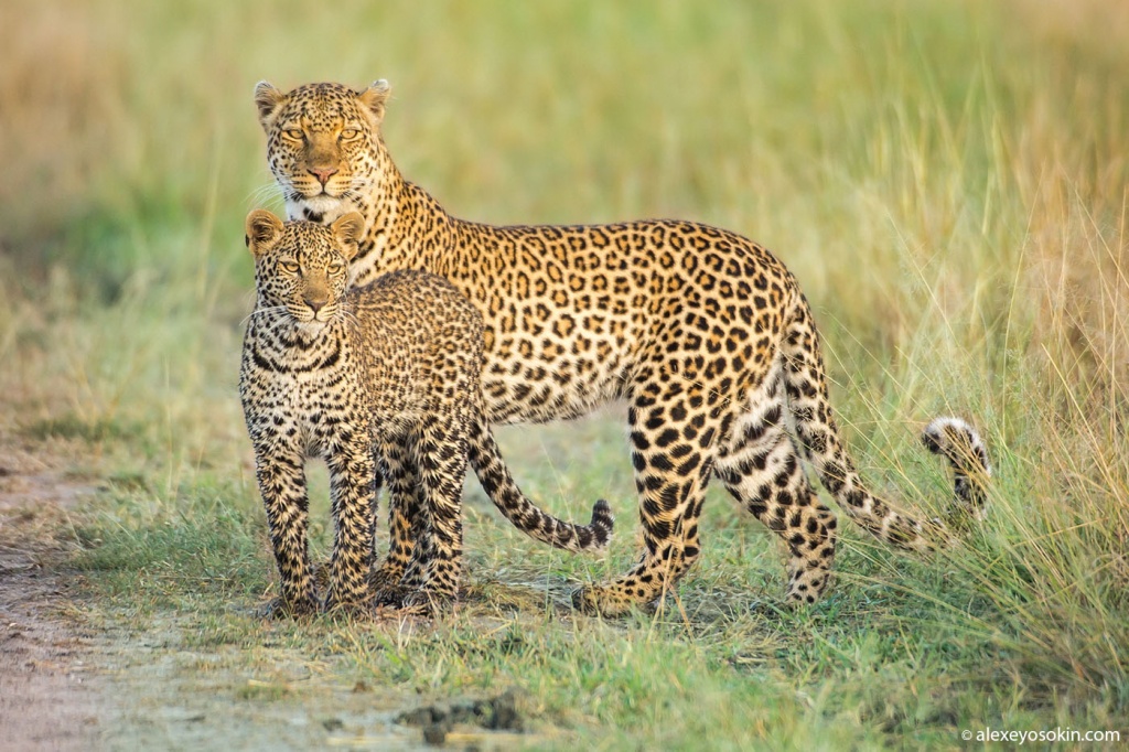 leopards.jpg