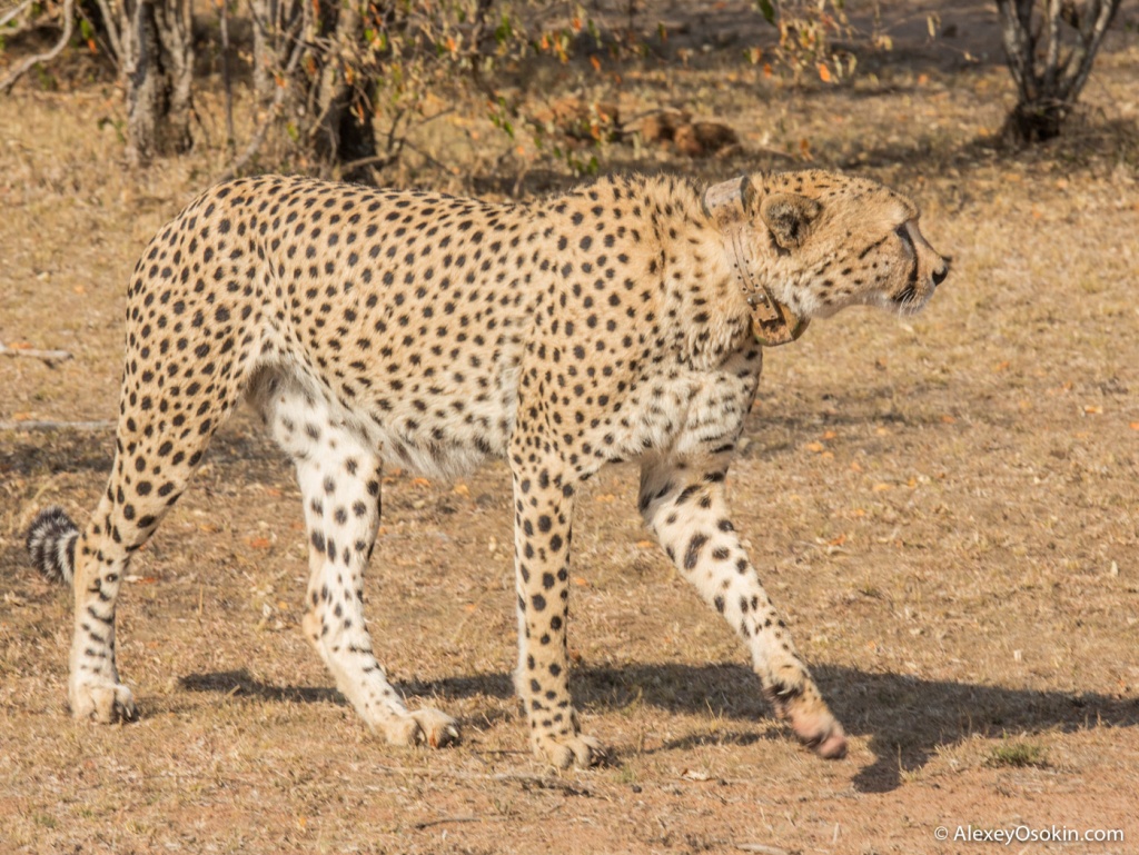 marked cheetah.jpg