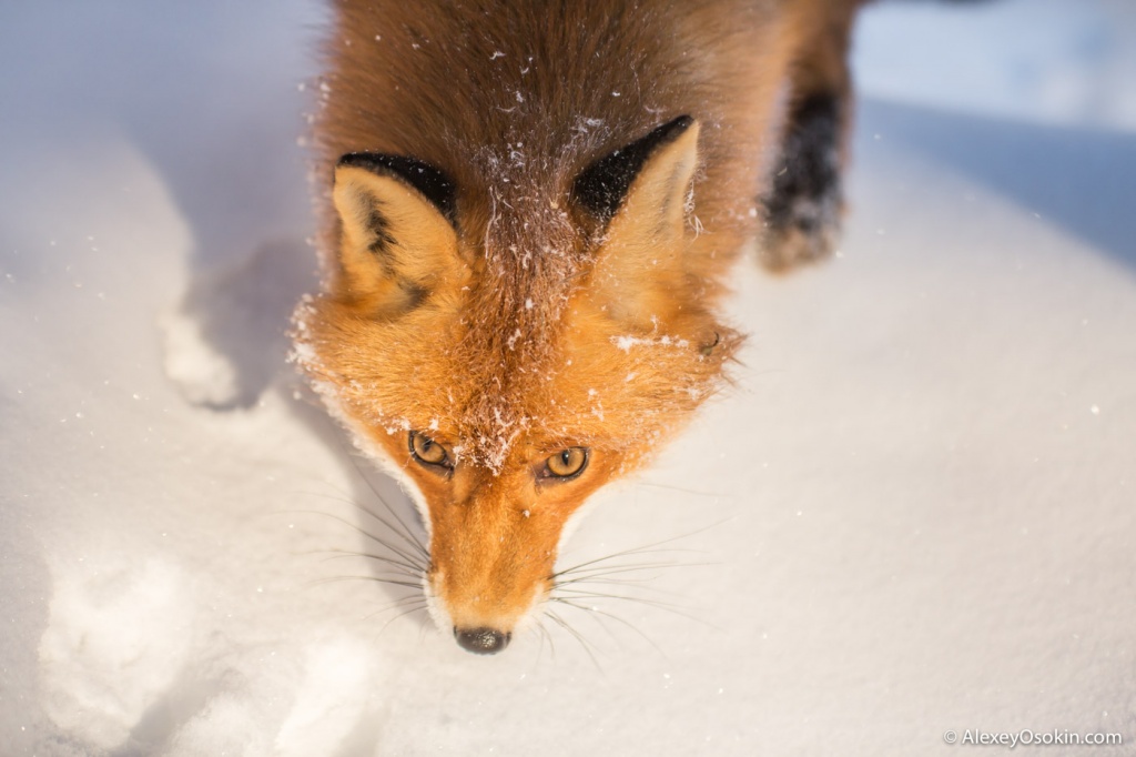 fox_.jpg