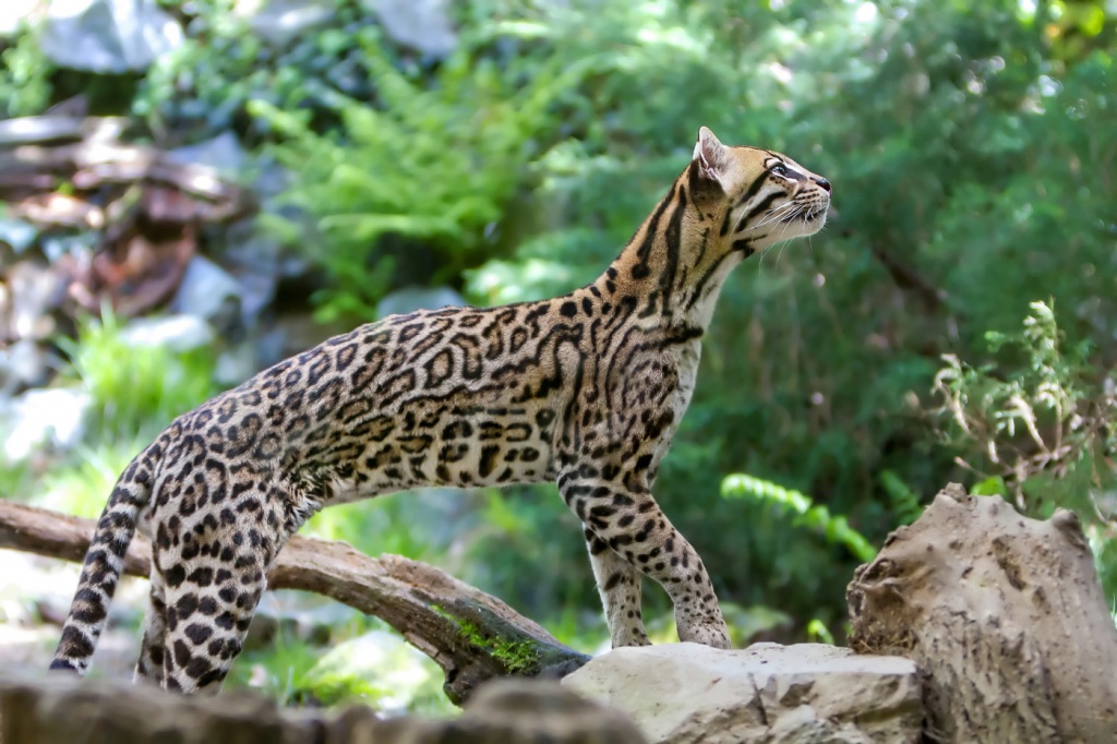 17-Leopardus pardalis.JPEG