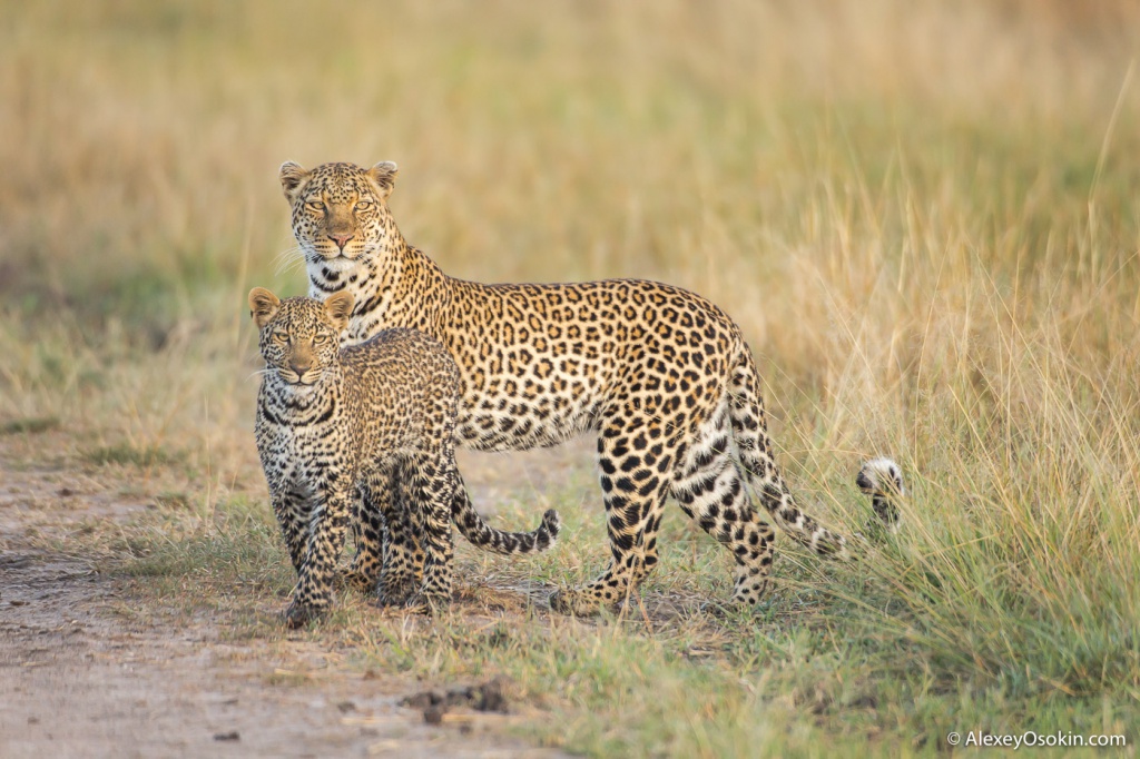 Leopardss_kenya, mar.2016_ao-21.jpg