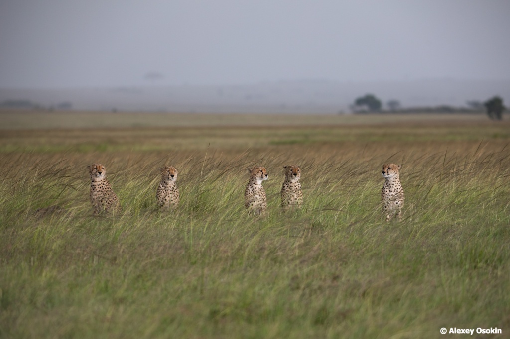 5 cheetahs.jpg