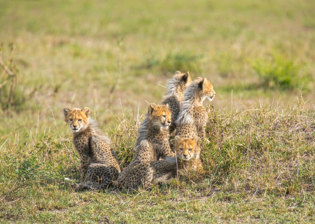 5 cheetah cubs.jpg